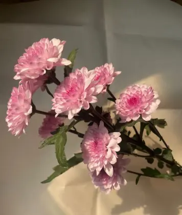 Pink Tedan spray chrysanthemum