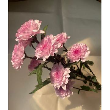 গোলাপী টেডান স্প্রে ক্রাইস্যান্থেমাম