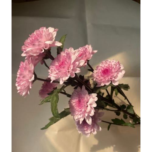 গোলাপী টেডান স্প্রে ক্রাইস্যান্থেমাম