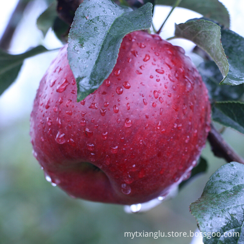 tianshui huaniu apples gansu huaniu apples red ap