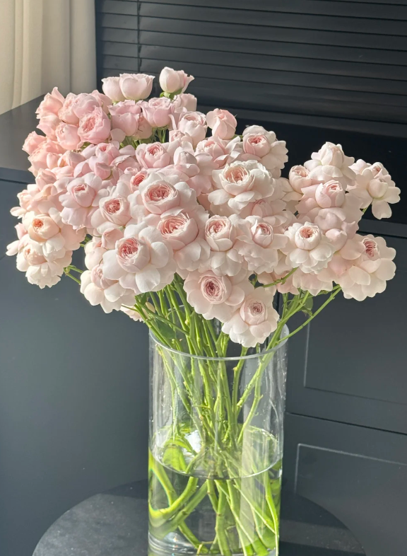 Fairy Kiss Spray Rose