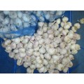 Cold Storage Fresh Normal White Garlic 2020