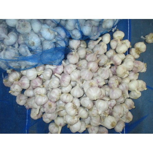 Cold Storage Fresh Normal White Garlic 2020