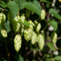 Contains flavone 10:1 European hop Extract powder