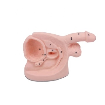 DARHMMY PVC Male Medical Science Genitalia Model with Catheterization for Nursing Training