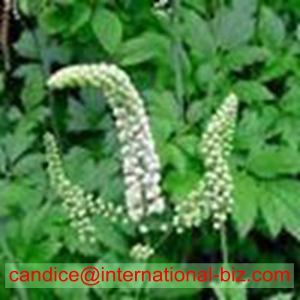 Black Cohosh Extract