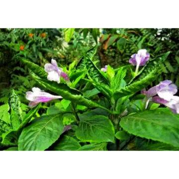 Natural Isatis Root Extract