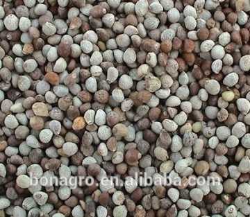 2013 new crop chinese perilla seeds good quality