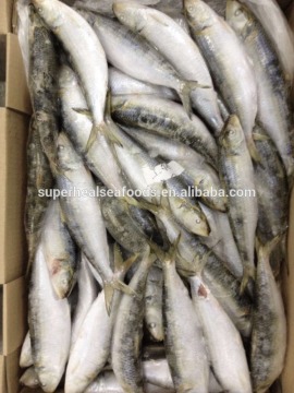 60-70g Pacific Mackerel Bait