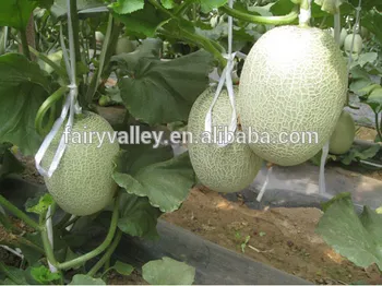 High sweetness hybrid muskmelon seeds hami melon for Growing-Xiang Honey No.5