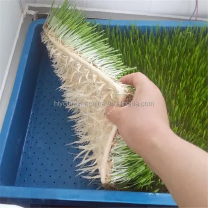 Mung Bean Sprout Machine: Commercial Sprout Equipment for Sprouting Seeds