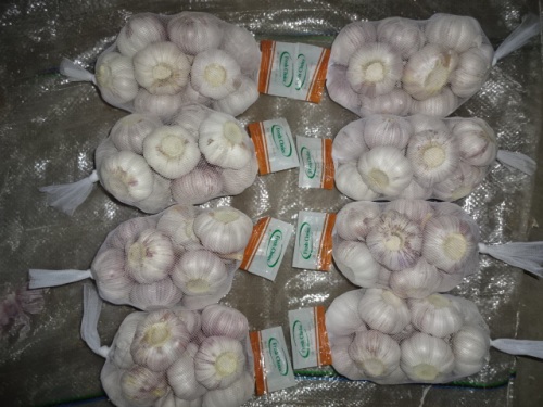 Musim Baru 2019 Bawang Putih Putih Normal