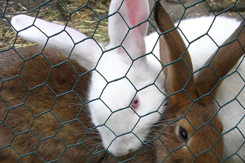 Poultry Wire Fence