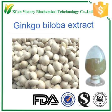 Factory supply quantity Ginkgo biloba L.powder extract