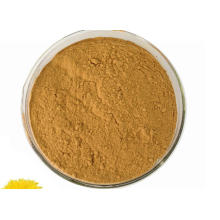 Chinese Herbal Dandelion Root Extract Powder