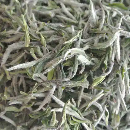 Health Benefits Silver Needle Tea White Tea