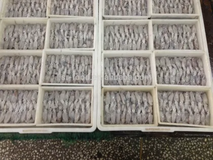 frozen sea fish baby squid