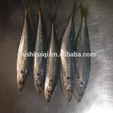 Frozen whole scad round scad for bait from China
