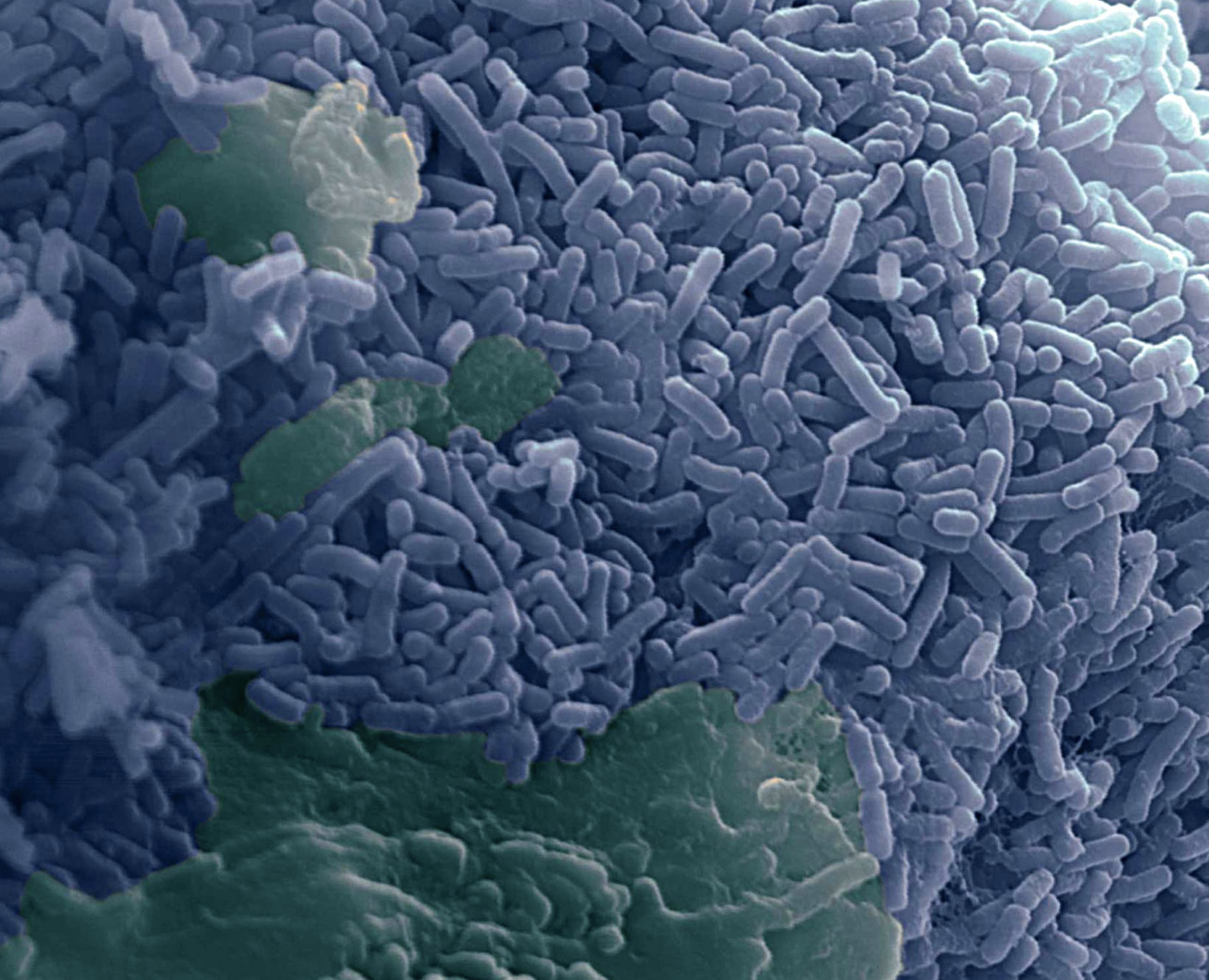 Food Grade Lactobacillus Reuteri