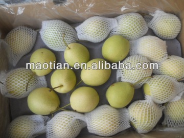 Fresh Shandong Pear New Season Crop