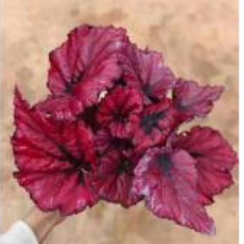 Vendita calda Living Plant Begonia 10