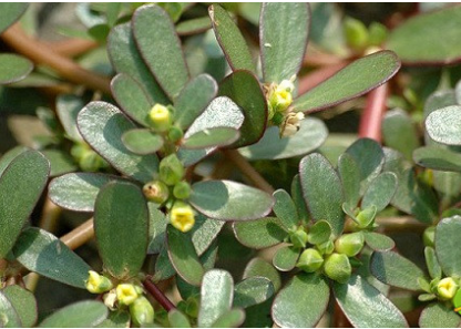 Bacopa monnieri