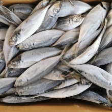 10Kg Carton Frozen Horse Mackerel Fish Trachurus Japonicus