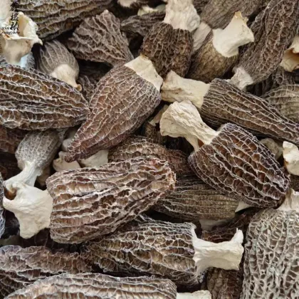 Yang Du Jun Dried Morel Mushrooms - Morchella Conica Esculenta Supplier