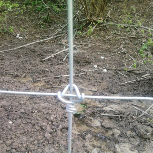 Malha de aço galvanizado do fechamento do nó da cerca dos cervos