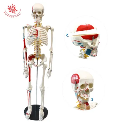 Human Skeleton Model with Muscles - FRT009, 85cm, Labeled Origins and Insertions