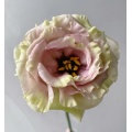 বিবাহের তোড়া জন্য প্রিমিয়াম ব্রাউন Lisianthus পাইকারি