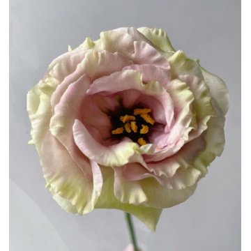 বিবাহের তোড়া জন্য প্রিমিয়াম ব্রাউন Lisianthus পাইকারি