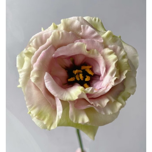 বিবাহের তোড়া জন্য প্রিমিয়াম ব্রাউন Lisianthus পাইকারি