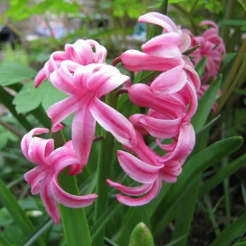 Plant care