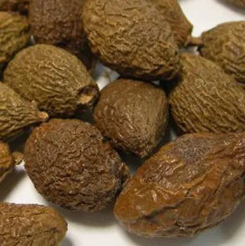 scaphium scaphigerum good tea