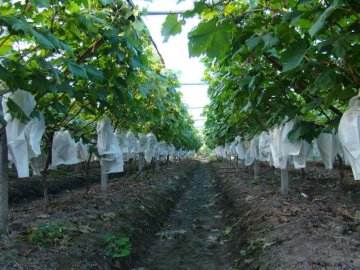 Water Proof Grape Protection Paper bag