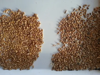 Cacao beans color sorting machine butter bean sorter colour for oats or barly seeds