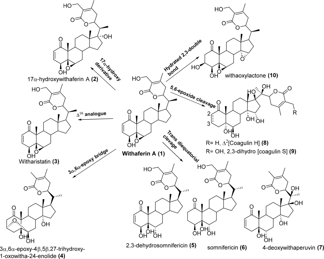 is ashwagandha extract safe