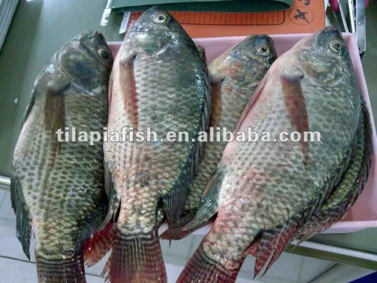 Low price Tilapia Fish