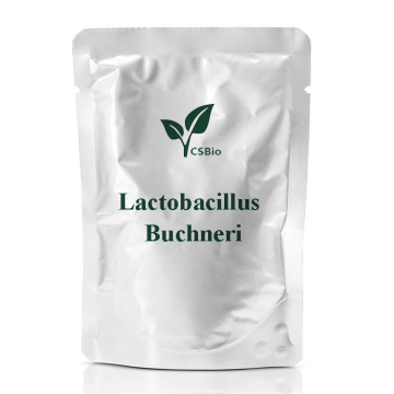 Probiotici in polvere di Lactobacillus buchneri
