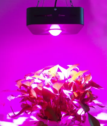 cob led grow journal 200w grow lights