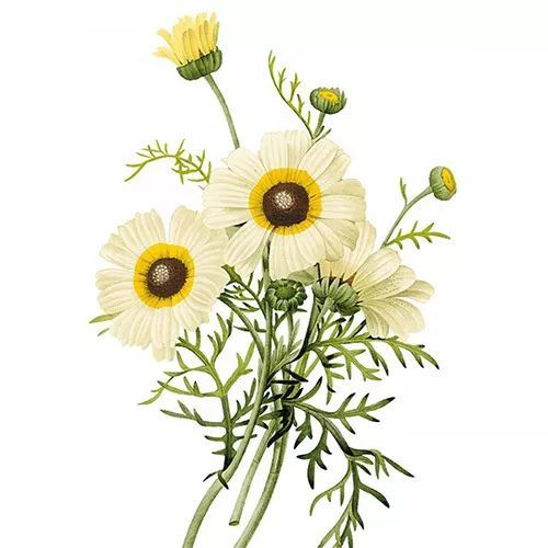 Chamomile Extract Powder for Sleep