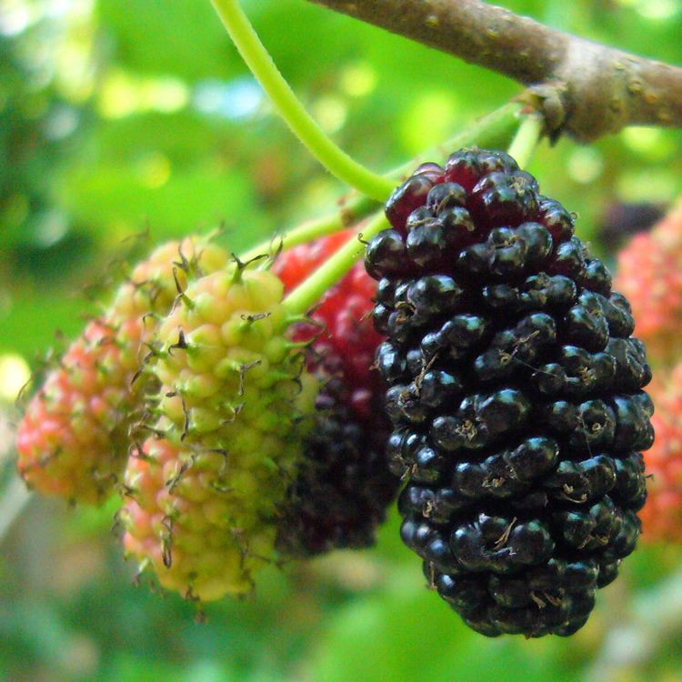 Mulberry Fruit Extract