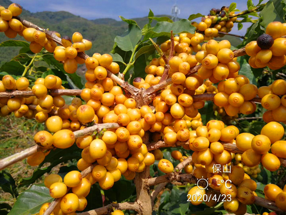 Café liofilizado arábica