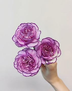 単頭カーネーション 紫紫夏