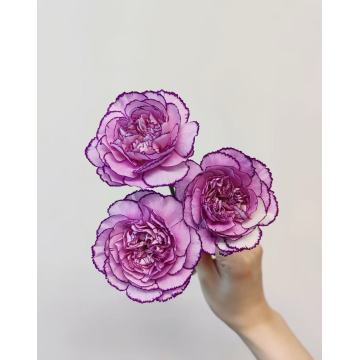 একক মাথাযুক্ত কার্নেশন বেগুনি জিক্সিয়া