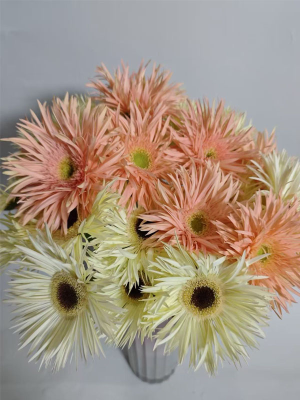 Spider Gerbera Amber4