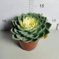 : Echeveria `Julius` met snelle levering