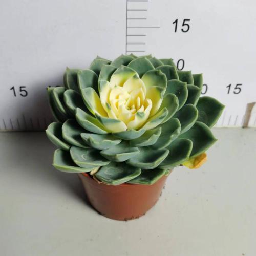 : Echeveria `Julius` con entrega rápida