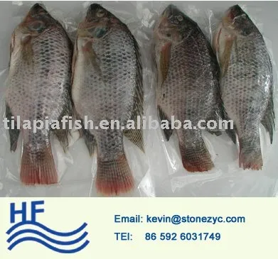 healthy clear frozen fish tilapia fish China Xiamen